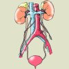 renal system