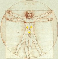 Renal Man